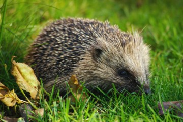 Hedgehog Numbers Plummet by Half in UK Countryside Since 2000